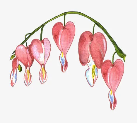 灯笼花花朵花枝装饰免抠
