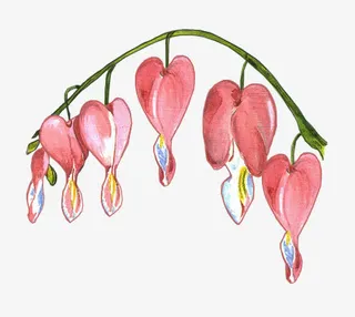 灯笼花花朵花枝装饰免抠