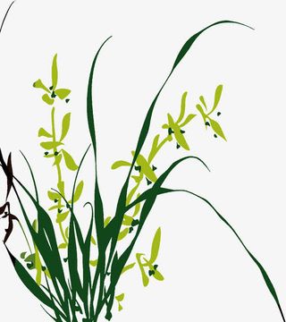 盛开的兰花免抠