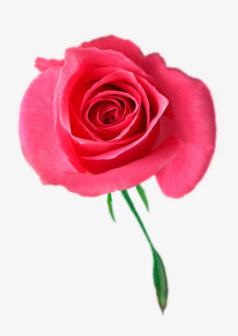 时尚风格装饰花边花朵免抠