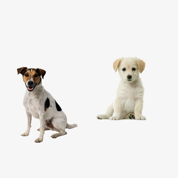 狗狗素材免抠