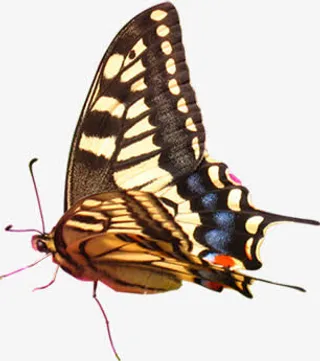 春天黄色纹理蝴蝶免抠装饰动物元素