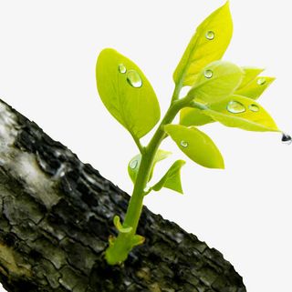 绿意春天树叶树干免抠