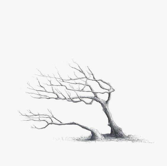 手绘枯树免抠