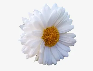 绽放的杭白菊图片素材免抠