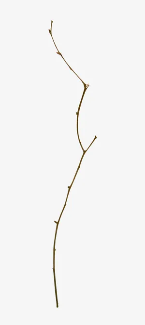 一根细树枝免抠
