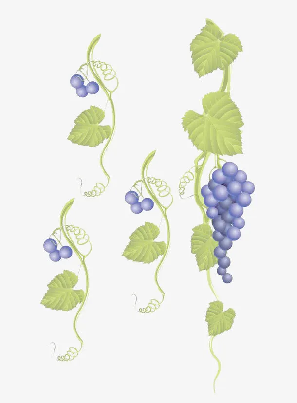 葡萄藤思源论坛免抠