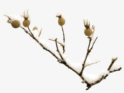 带雪树枝图案免抠
