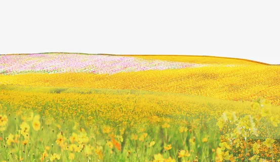 春游郊游油菜花地免抠背景摄影风景元素