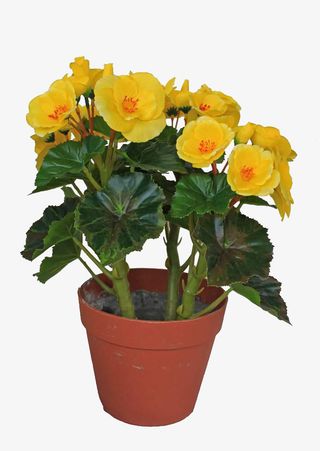 盆栽黄色鲜花素材免抠