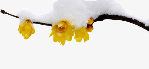 冬季雪花黄色小花免抠