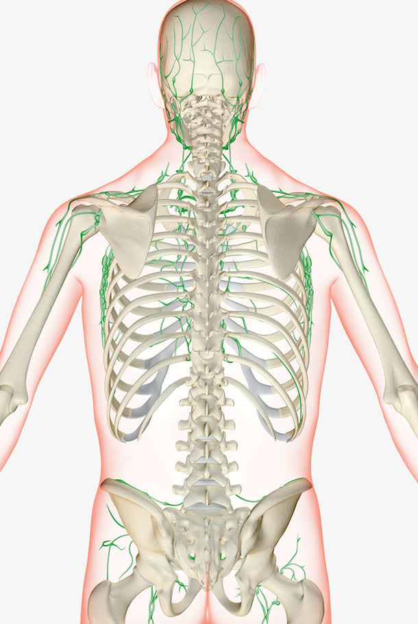 人体经脉骨骼分布图免抠
