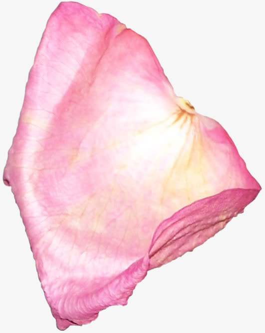 花瓣贴画玫瑰花瓣免抠