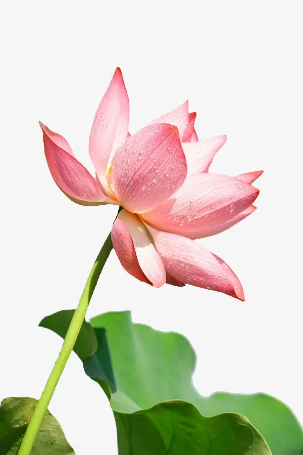水珠粉色荷花免抠
