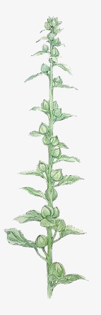 花朵图片素材创意花卉图片 花骨免抠