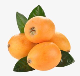 枇杷树上的果肉免抠