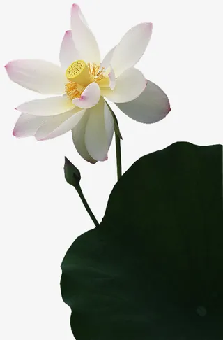 装饰图标手绘花卉素材免抠