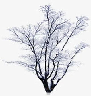 冬天树枝枝丫免抠