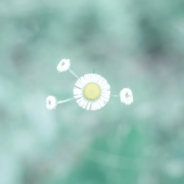 传统节气立夏高清