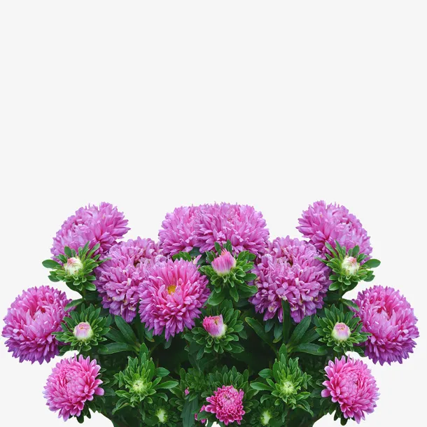 紫色花朵免抠