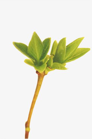 植物绿叶新芽免抠