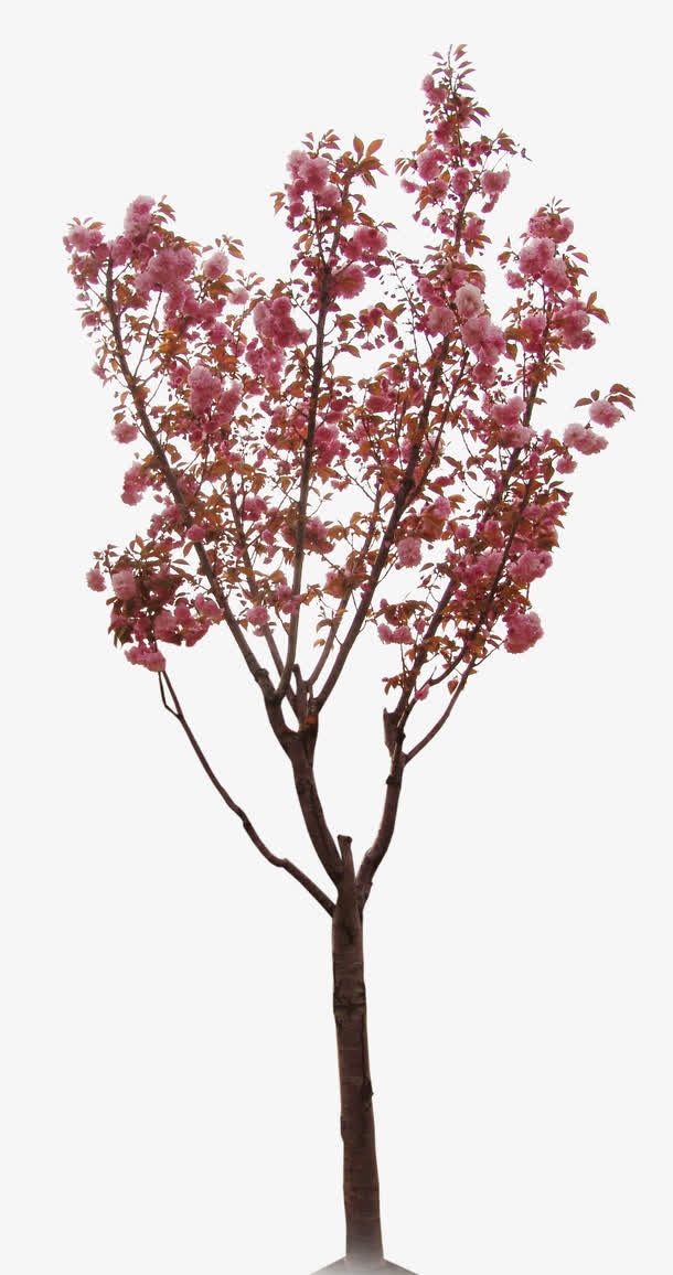 樱花树免抠