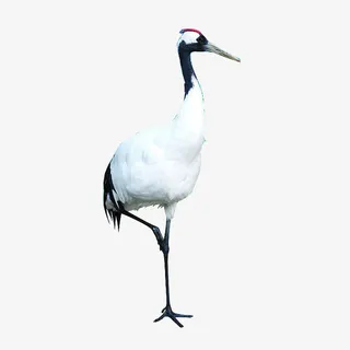 白鹤图片免抠