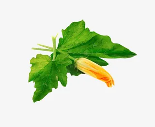 农作物丝瓜瓤免抠