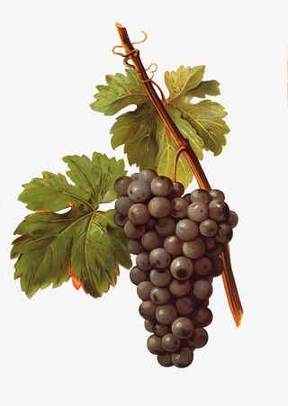 紫色美味美食葡萄叶藤免抠图免抠