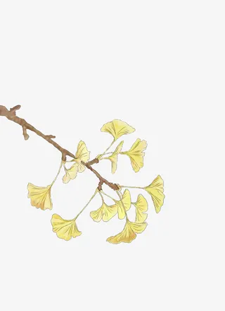 手绘树枝银杏叶免抠