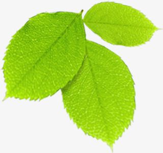 树叶装饰春天春姿免抠