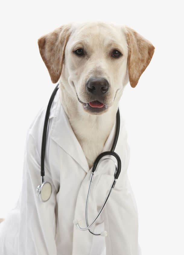 拟人拉布拉多犬免抠
