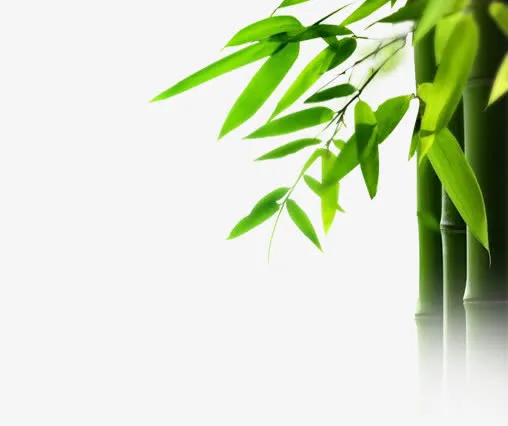 绿色春天清新竹叶免抠节日端午节元素