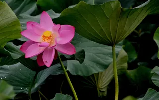 风华正茂(荷花)高清