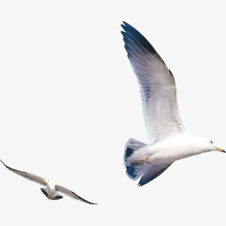 翱翔的海鸥免抠