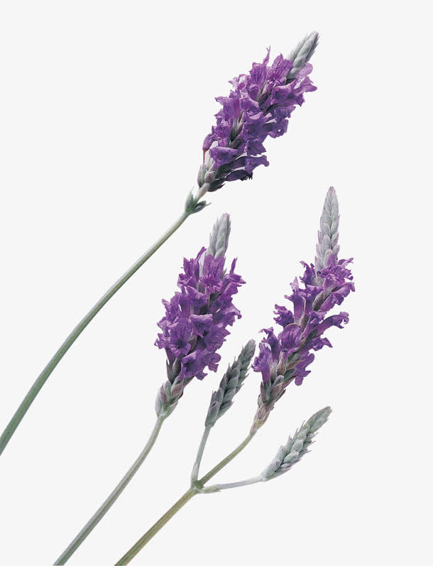 免抠薰衣草花朵高清免抠