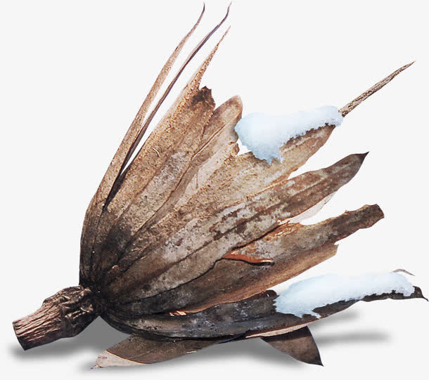 雪地里的枯萎花朵免抠