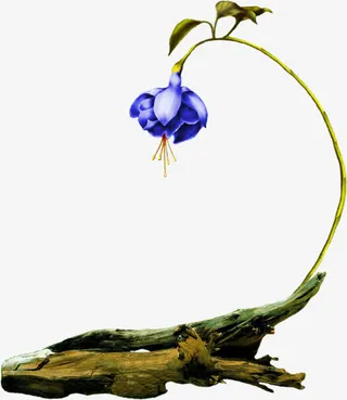 枯树上盛开的花朵免抠