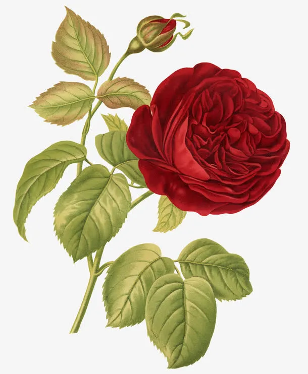 玫瑰花免抠