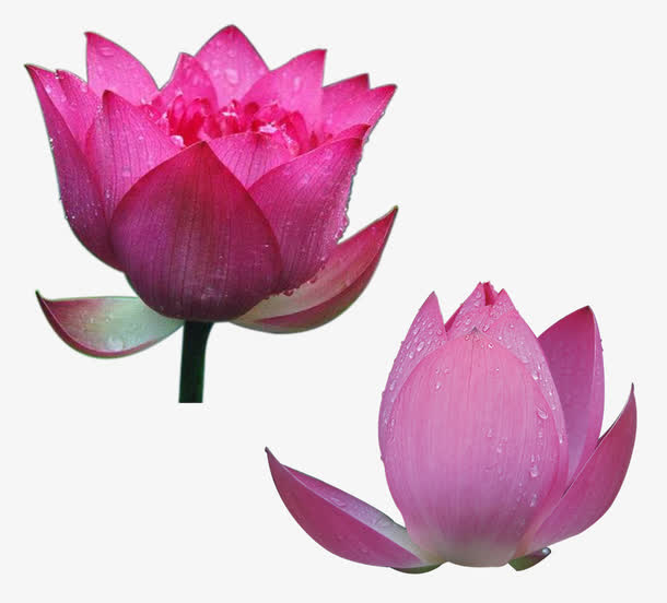 荷花免抠