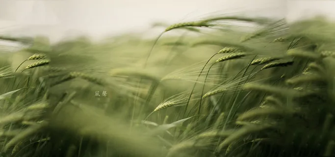 小清新麦田背景高清