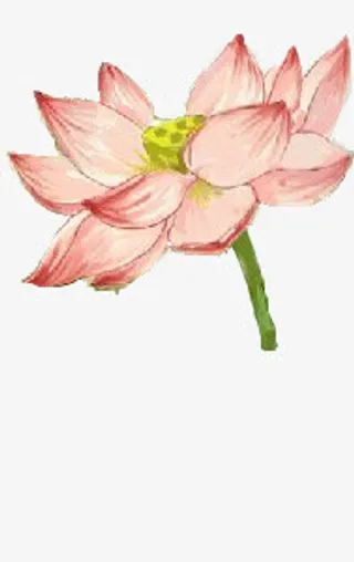 红色荷花素材免抠