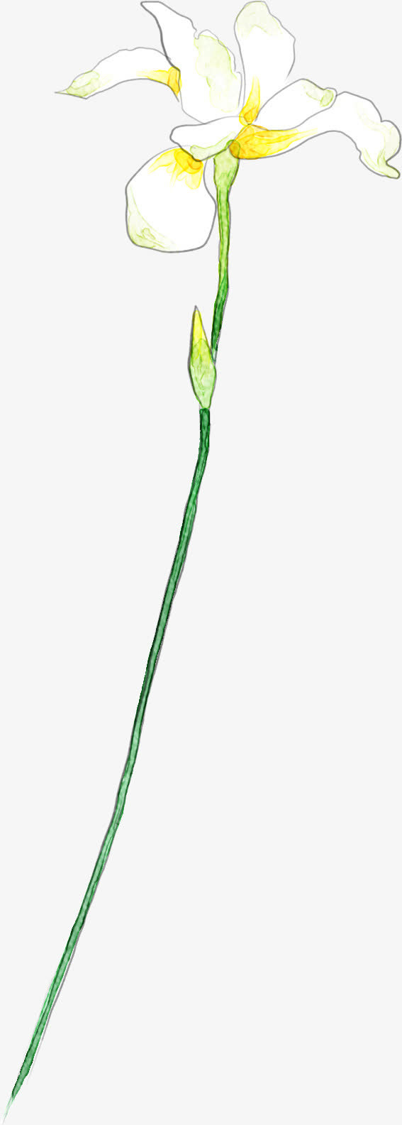 白色花卉鲜花名片免抠