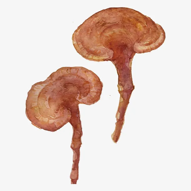 手绘灵芝免抠