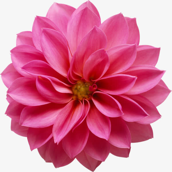 花瓣散开的花花蕊免抠