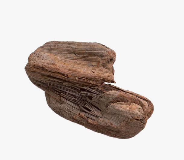 干枯树干免抠
