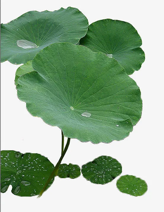 绿色圆形荷叶露珠免抠