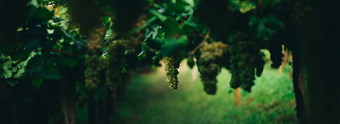 植物背景高清