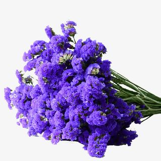 晒干薰衣草免抠