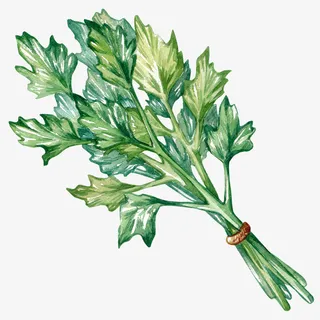 手绘一把芹菜免抠